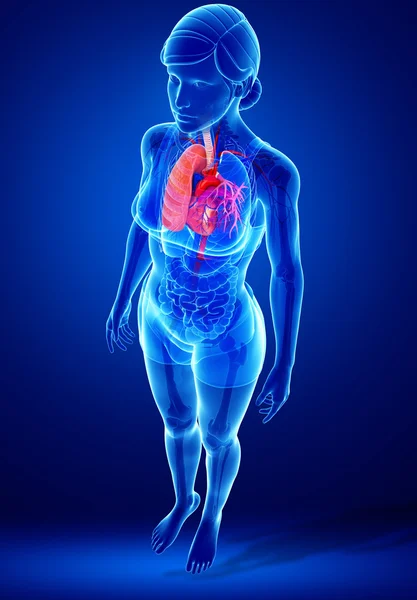 Male lungs anatomy — Stock Photo, Image