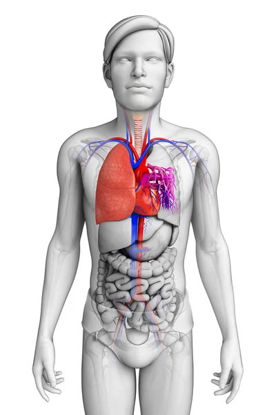 Pulmones masculinos anatomía —  Fotos de Stock