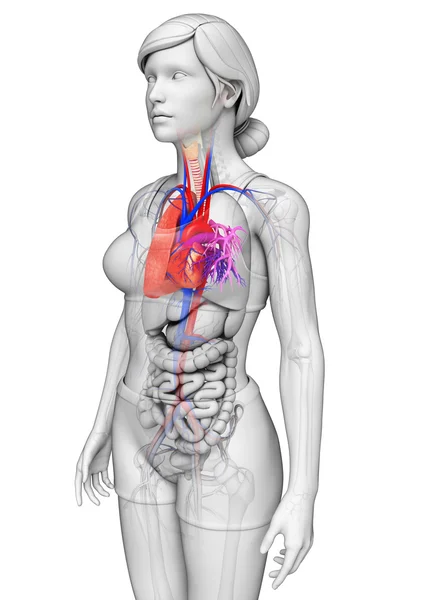 Anatomie van de mannelijke longen — Stockfoto