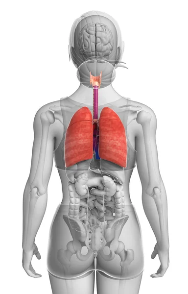 Anatomia dos pulmões femininos — Fotografia de Stock