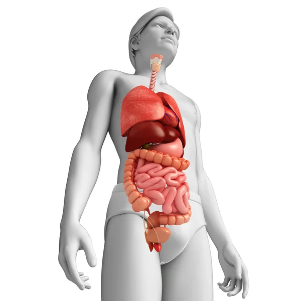 Digestive system of male body — Stock Photo, Image