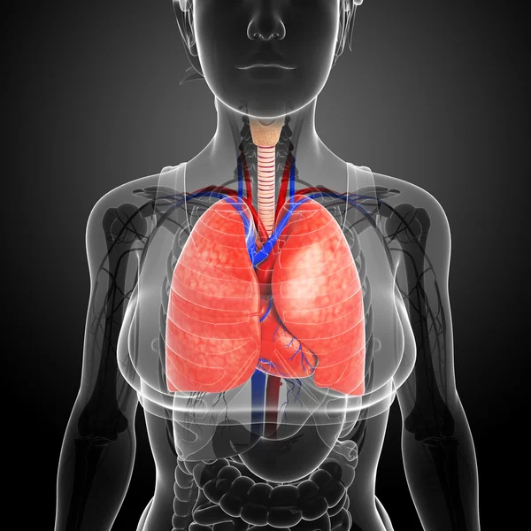 Pulmones masculinos anatomía —  Fotos de Stock