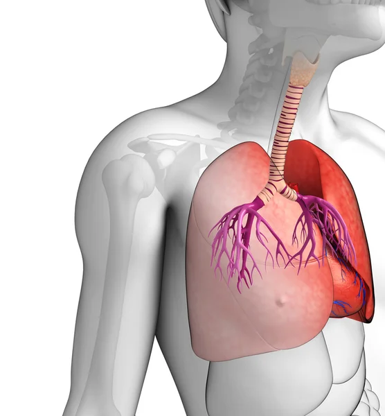 Pulmones masculinos anatomía — Foto de Stock