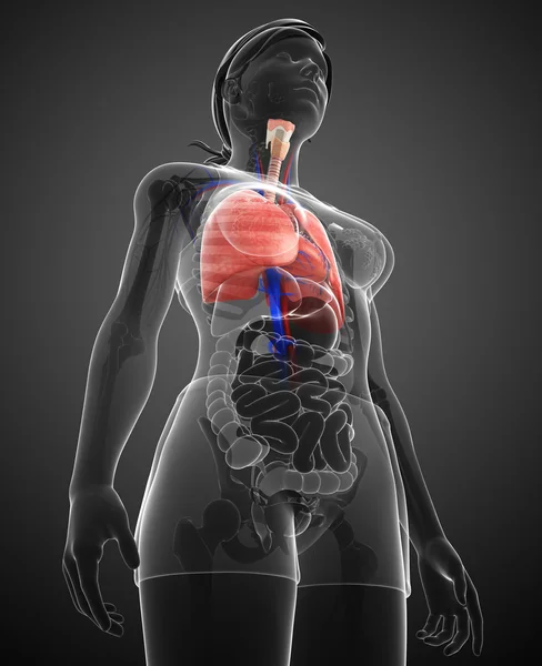 Vrouwelijke longen anatomie — Stockfoto