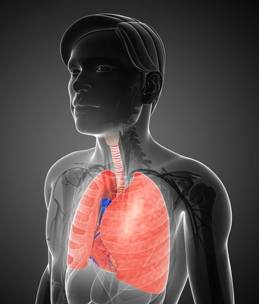 Male lungs anatomy — Stock Photo, Image