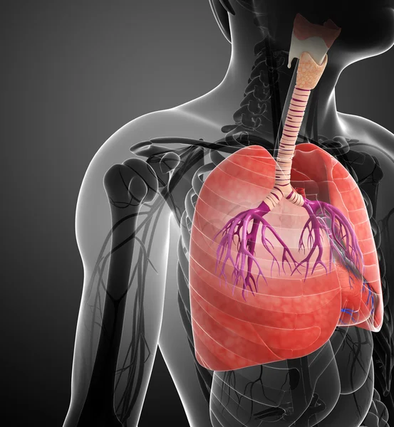 Male lungs anatomy — Stock Photo, Image