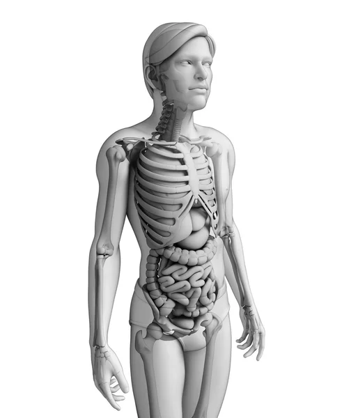 Verdauungssystem der männlichen Anatomie — Stockfoto