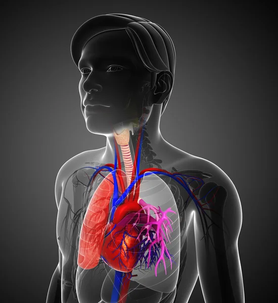 Pulmones masculinos anatomía — Foto de Stock