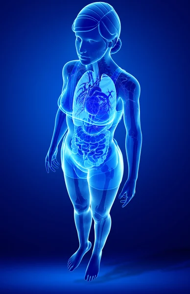 Sistema digestivo de rayos X del cuerpo femenino — Foto de Stock