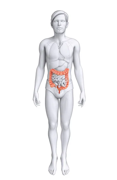 Male large intestine anatomy — Stock Photo, Image