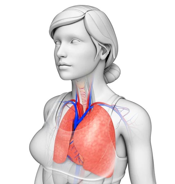 男性的肺解剖 — 图库照片