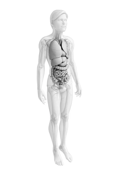 Spijsverteringsstelsel van de mannelijke anatomie — Stockfoto