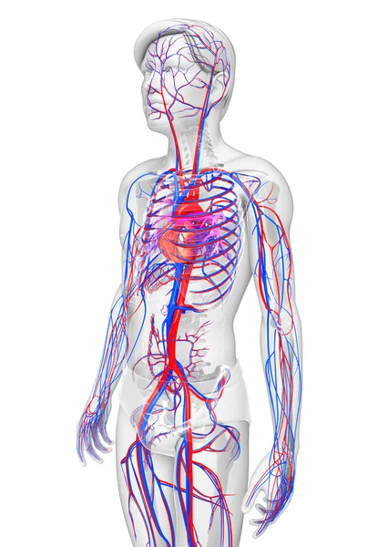 Sistema circulatorio masculino —  Fotos de Stock