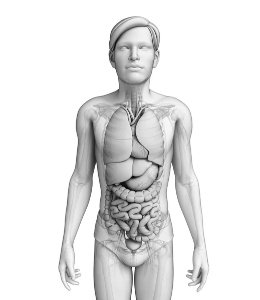 Układ trawienny męskiej anatomii — Zdjęcie stockowe