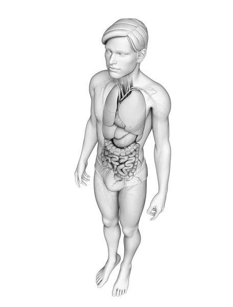 Sistema digestivo de la anatomía masculina — Foto de Stock