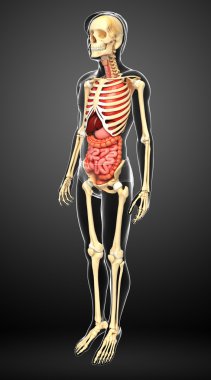  erkek iskeleti ve sindirim sistemi