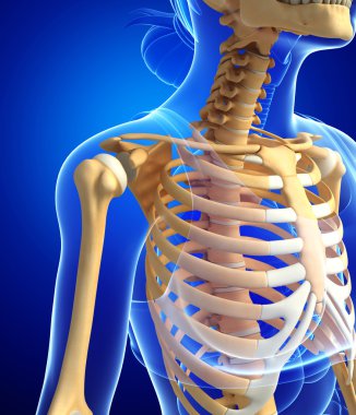 İnsan iskeleti anatomisi