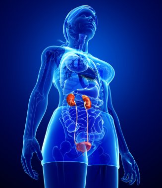 kadın üriner sistem