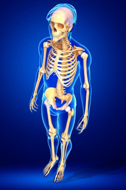 İnsan iskeleti yan görünümü