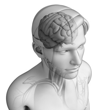 insan baş anatomisi