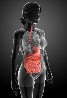erkek anatomisi ince bağırsak