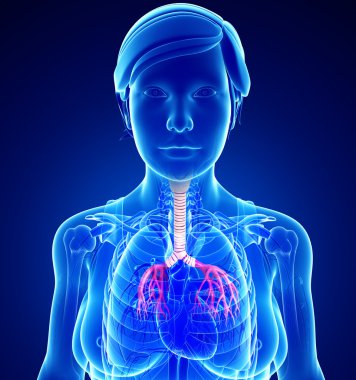  kadın boğaz anatomisi