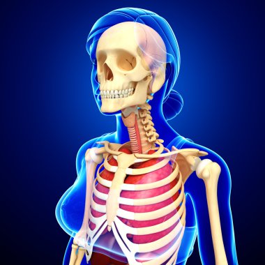 kadın akciğer ve iskelet resimleri