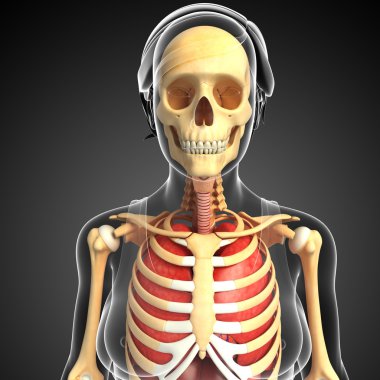 kadın akciğer ve iskelet resimleri