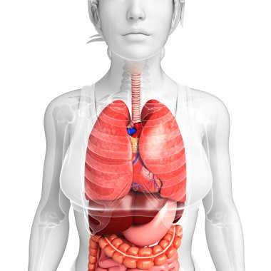 Kadın vücudunun sindirim sistemi