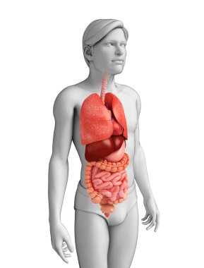 erkek vücudunun sindirim sistemi