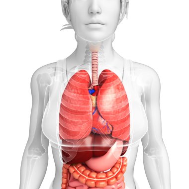 Kadın vücudunun sindirim sistemi