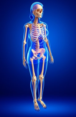 İnsan iskeleti yan görünümü