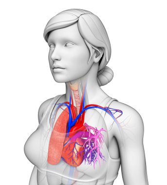 erkek akciğerler anatomi