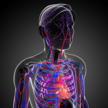 erkek kalp dolaşım sistemi