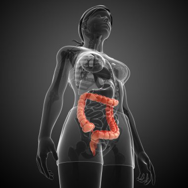 kadın kalın bağırsak anatomisi
