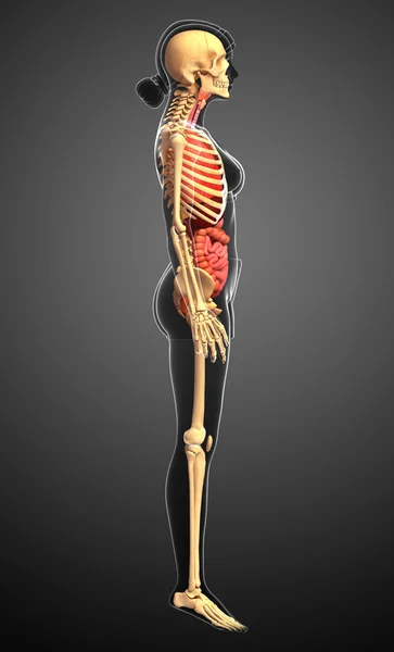 Женский скелет и пищеварительная система — стоковое фото