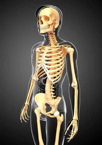 Menselijk skelet zijaanzicht — Stockfoto