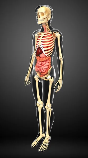 男性のスケルトンと消化器系 — ストック写真