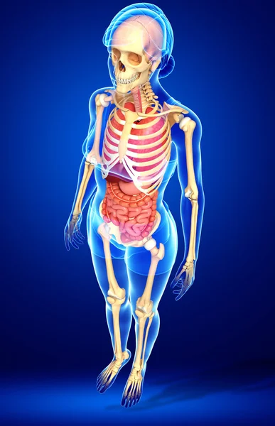 Kvinnliga skelett och matsmältningssystemet — Stockfoto