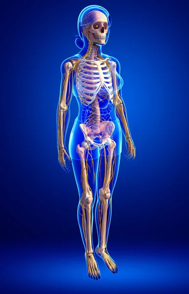 Esqueleto humano vista lateral —  Fotos de Stock