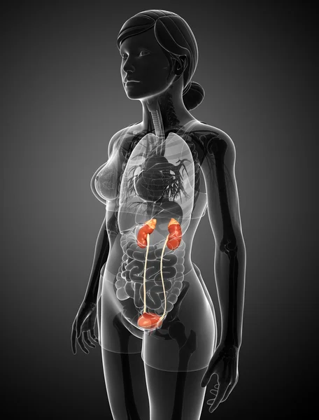 女性泌尿系统 — 图库照片