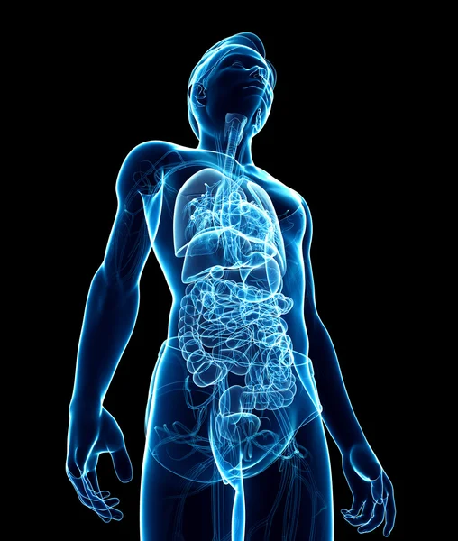 Sistema digestivo masculino ilustraciones de rayos X — Foto de Stock