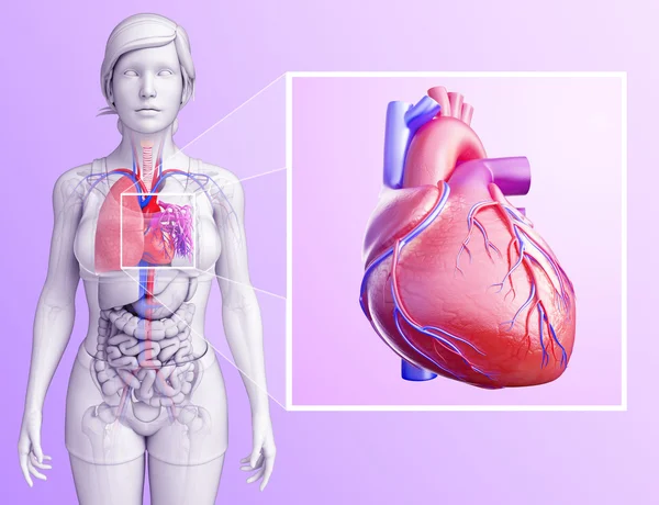 人間の肺の解剖学 — ストック写真