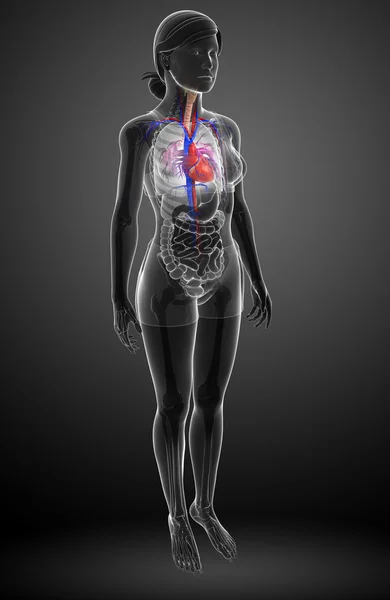 Anatomia do coração feminino — Fotografia de Stock
