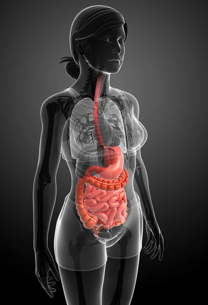 Anatomia dell'intestino tenue femminile — Foto Stock