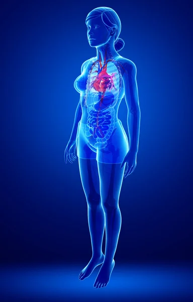 女性の心臓の解剖学 — ストック写真