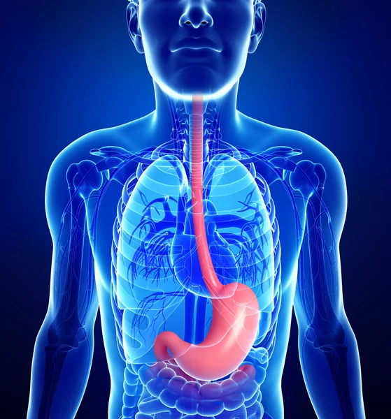 Анатомия желудка у мужчин — стоковое фото