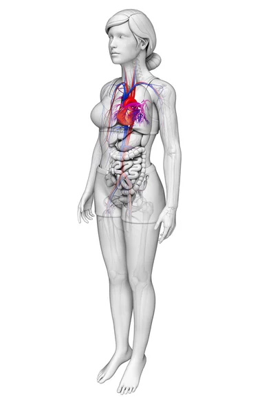 Female heart anatomy — Stock Photo, Image