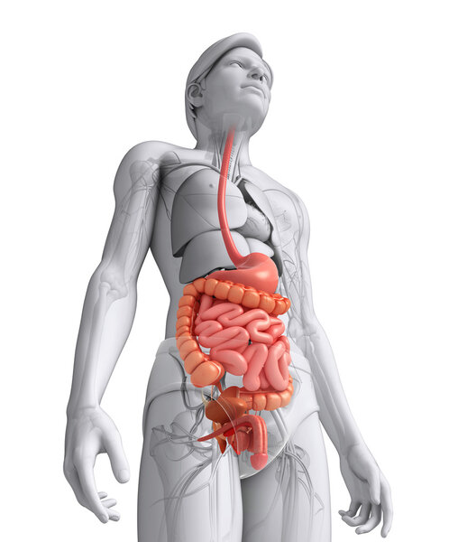 Erkek anatomisi ince bağırsak — Stok fotoğraf