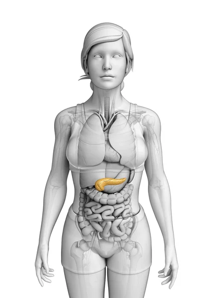 Female pancreas anatomy — Stock Photo, Image